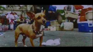 Beverly Hills Chihuahua trailer [upl. by Lyman]