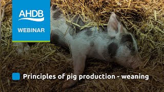 AHDB Pork Principles of Pig Production Weaning [upl. by Tennes]