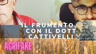 LA STORIA DEL FRUMENTO 🌾  CON IL DOTT LUIGI CATTIVELLI del CREA e autore di “Pane Nostro” [upl. by Anthe643]