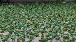 The Man Feed the Food in Wild Parrots [upl. by Odnalra]