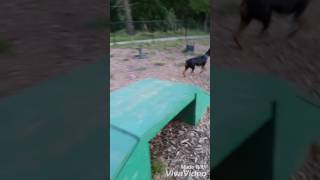 Mini Pin amp Doberman  The Dog Park [upl. by Ear413]