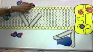 Cell Membrane Tutorial [upl. by Coats248]