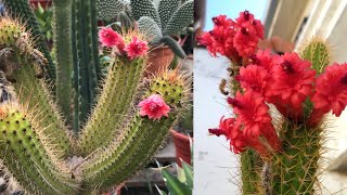 Un CACTUS de FLORES ESPECTACULARES  Cleistocactus samaipatanus  cuidados básicos y reproducción [upl. by Morven]