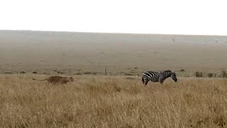 Zebra caught day dreaming by lioness [upl. by Osrock818]