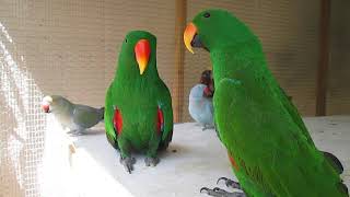 Eclectus parrot talking [upl. by Drucie]