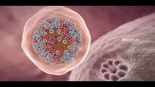 COVID19 Animation What Happens If You Get Coronavirus [upl. by Lutero747]