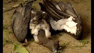 Impala Feast Jackal vs Vulture vs Vulture King white headed vulture in Kruger National Park [upl. by Osyth]