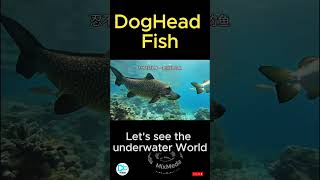 DogFish  DogHead Fish  animal fish sea sea viralvideo ytshorts ytshortsvideo [upl. by Fretwell383]