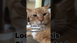 ✨Distinguished Gentleman✨cat fyp viral catshorts trending [upl. by Ardnayek]