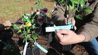 Beginner Guide to growing Citrus trees in containers in the South Unboxing from Texas nursery [upl. by Rosalynd]