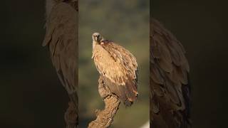 Discover the SHOCKING Truth About Griffon Vultures [upl. by Nanreit]