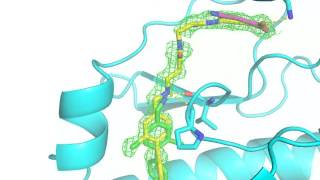 Specific CK2alpha inhibitor CAM4066 [upl. by Ariem285]