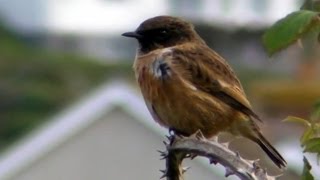 Stonechat at Marazion Marsh in Cornwall  Tarier Pâtre [upl. by Haeli]