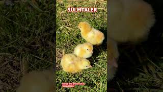 Chicks of various chicken breeds Marans Sulmtaler Araucana Orloff Brahma Exchequer Leghorn [upl. by Marquet]