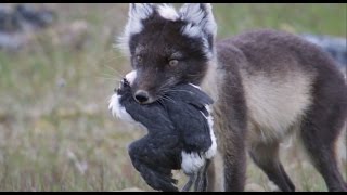 Fox Feasts on Baby Guillemots  Natures Great Events  BBC [upl. by Atiuqa171]