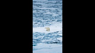 Walking On Water polarbear northpole [upl. by Xenos]