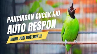 BURUNG MASTERAN CUCAK IJO SUPAYA GACOR [upl. by Aloysia]