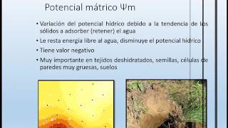 potencial hidrico suelo agua planta [upl. by Trovillion]