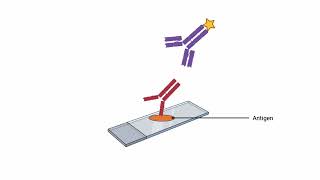 Indirect Immunofluorescence Test animation [upl. by Cicily]