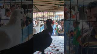 kobutorpriceinbangladesh kobutorer shorts viralvideo [upl. by Joshi182]