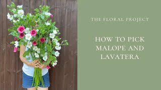 How to Pick Your Malope and Lavatera [upl. by Sacken854]