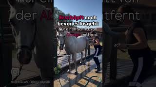 Teil 2 🐴 Fortbildung mit Pat Parelli  Meine Gedanken Erfahrungen Zweifel horsemanship pferde [upl. by Schwab497]