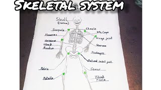 Human Skeletal System  Learn Names of Bones Skeleton Illustration draw 🦴 skeleton Anatomy [upl. by Marketa]