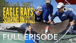 Studying Endangered Whitespotted Eagle Rays  Changing Seas  Full Episode [upl. by Ailekat]