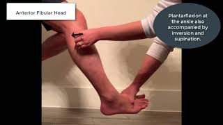 Fibular head muscle energy treatment [upl. by Arza]