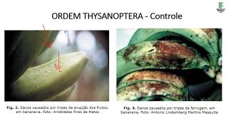 9  Aula EAD  Ordens de importância agrícola Thysanoptera Orthoptera e Isoptera  Parte 1 [upl. by Eldoree]