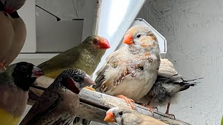 Zebra finch New colors [upl. by Bourke143]