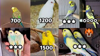 বাজরিগার পাখির দাম 2024  পাখি পালন  Budgerigar Bird price In Bangladesh 2024 [upl. by Merceer661]