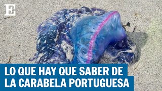 ALERTA EN LAS PLAYAS  Qué es la carabela portuguesa y qué hacer si le pica  EL PAÍS [upl. by Eirol]