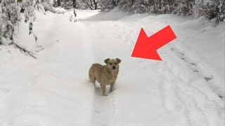 A Man Finds A Shivering Dog In The Snow – What The Dog Leads Him To Will Shock You [upl. by Jack]