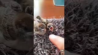 This family rescued bird nest fallen into water🥰 shorts birds animals [upl. by Eittik489]