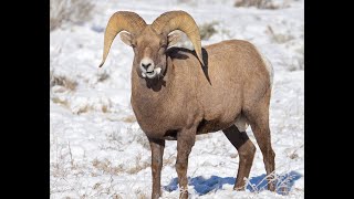 Unseen Threat How Domestic Sheep Transmit Disease to Wild Sheep Populations [upl. by Essyle464]