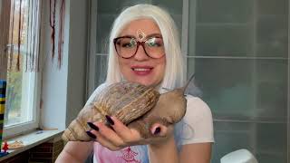 Giant African Land Snail Care  Snail Pet  How To Care For Snails 🐌💕 [upl. by Landrum725]