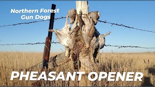 Pheasant Opener on the Prairie Pheasants Sharptails and Huns [upl. by Bonneau]