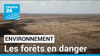 Environnement  la déforestation saccélère dans le monde • FRANCE 24 [upl. by Ellenwahs188]