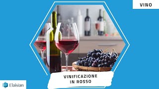 Vinificazione in Rosso [upl. by Bena]