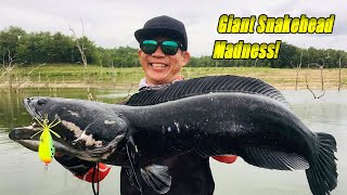 Topwater Madness with Rapala BX Skitter Frog  Giant Snakehead Toman Fishing [upl. by Picker939]