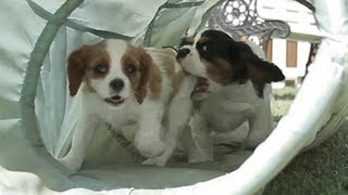 Cavalier King Charles Spaniel Puppies In a Tunnel [upl. by Laet]