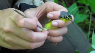 Placing a geolocator on a Canada Warbler at Whiteshell Provincial Park Manitoba June17 2016 [upl. by Hamachi146]