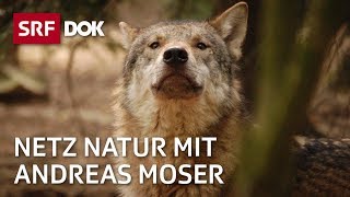 Wölfe in der Schweiz  Wer ist der Wolf  NETZ NATUR mit Andreas Moser  DOK  SRF [upl. by Fortin31]