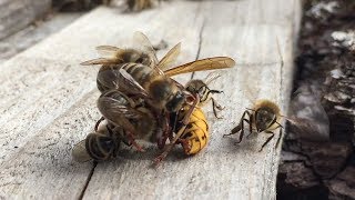 Bienen vs Hornisse [upl. by Morville470]