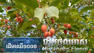 ដើមថ្កុលមាស  Mimusops Elengi Tree by One Thousand Trees [upl. by Collete413]