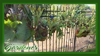 Staghorn Fern Collection  Volunteer Gardener [upl. by Merras440]