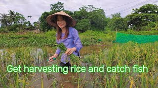 Get harvesting rice and catch fish [upl. by Prent670]