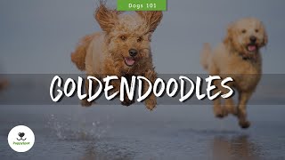 Goldendoodle amp Mini Goldendoodle Ultimate Breed Guide  The Right Breed for You [upl. by Avra]