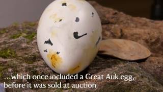 Object of the month the Great Auk [upl. by Xino]